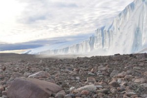 Гаявата Гренландии и смена климата видам не мешали