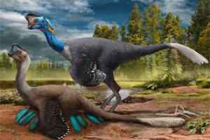 Малыш Инлян дал эволюцию овирапторозавров до птиц