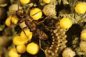 У муравьев свой способ добычи нектара