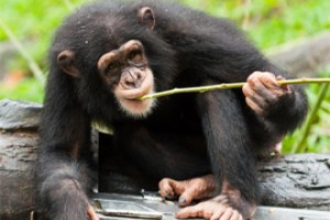 Шимпанзе могут обозначать яблоко