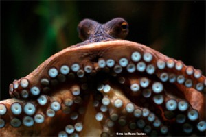 Зоологи проникли в тайну движения осьминогов