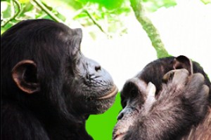 Расшифруют и аффилиативные сигналы шимпанзе и FRB