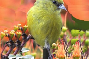 Птицы Гавайи осипли, тахикардии - радиацию