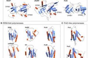Предок РНК-зависимой РНК-полимеразы не знал о фейках