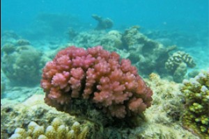 Кораллы и аэробика не вызволит