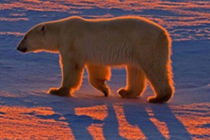 Раскрыли убийство белого медведя Арктики