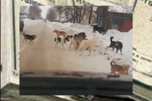 Фермера Первых Вурманкасов отдали суду за собак