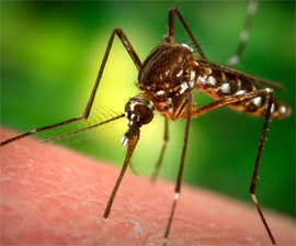 komar za obychnym dlya nego delom