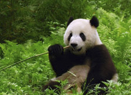 panda obedaet