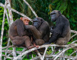 gruppa schimpanze