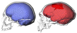 Kultura krepchala parallelno okruglosti mozga1