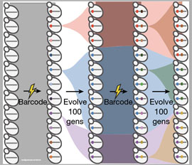 Uchenye nashli metody na evolyucionnye skachki i predely dendritov1