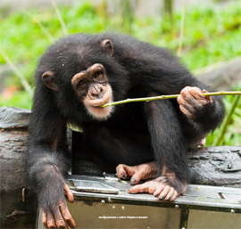 Evolyucionnyj mekhanizm daruet shimpanze altruizm a rybkam volshebnye priznaki1