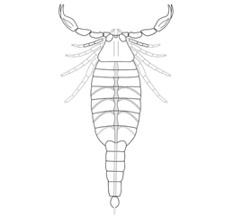 Silurijskie skorpiony dyshali meshkami a rasteniya dazhe i meshkami obychnogo sveta ne hotyat1