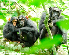 Rasshifruyut i affiliativnye signaly shimpanze i poslannye iz milliardov svetovyh let FRB2
