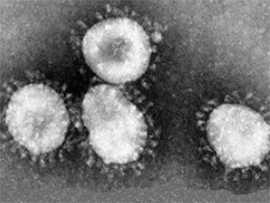 vid koronavirusa pod mikroskopom
