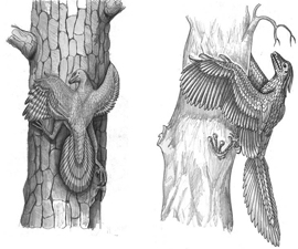 Deyateli nauki razobralis s vnutrennim uhom i dinozavrovym poletom2