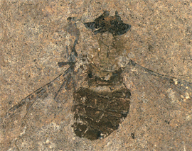 Muha v eocene ne vedala ob opasnosti medlennogo hozhdeniya1
